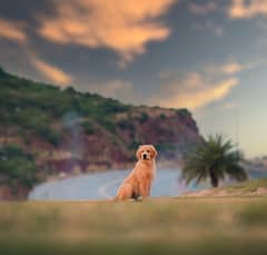 Golden Retriever Pup