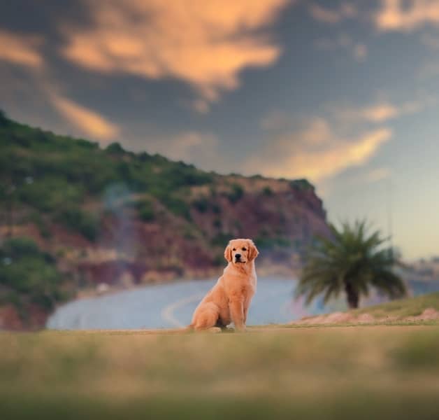 Golden Retriever Pup 3