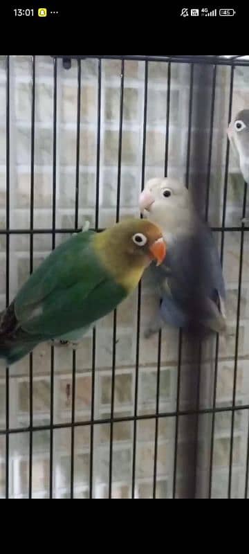 love birds and cages 1