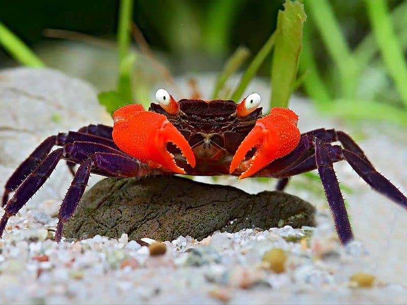 Vampire Crabs 0