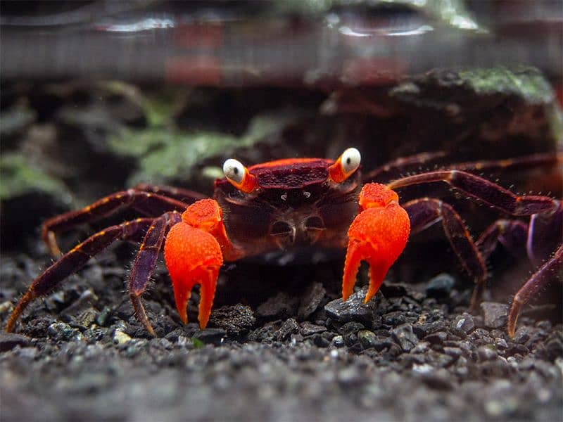 Vampire Crabs 1