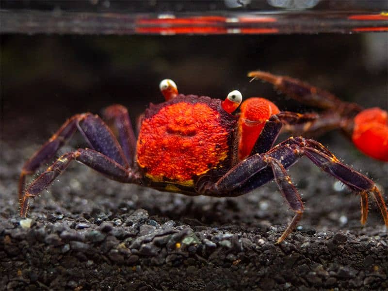 Vampire Crabs 3