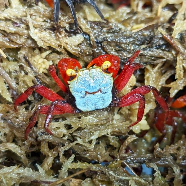 Vampire Crabs 4