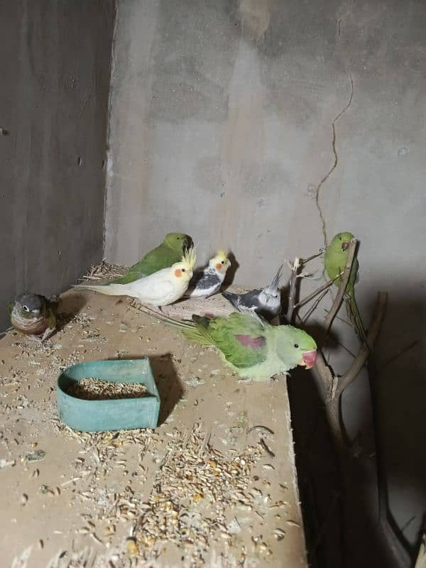 raw parot for sale age 1.5 year full hand tame toking ok 0