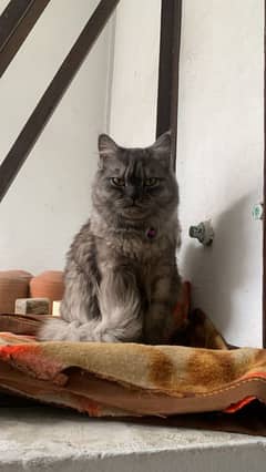 persian cat