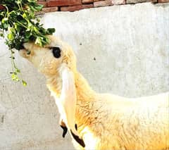 Pure Kajla Male/Sheep/Goat/Chatra/Bakra/Dumba