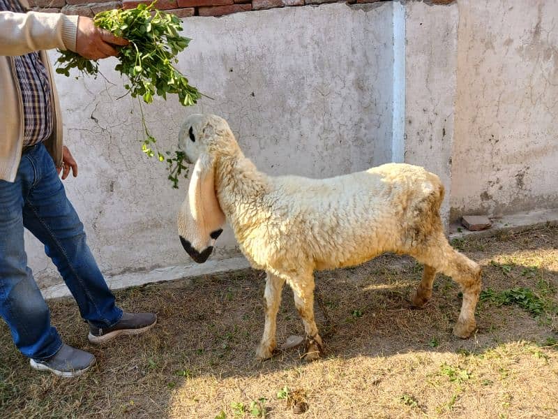 Pure Kajla Male/Sheep/Goat/Chatra/Bakra/Dumba 3