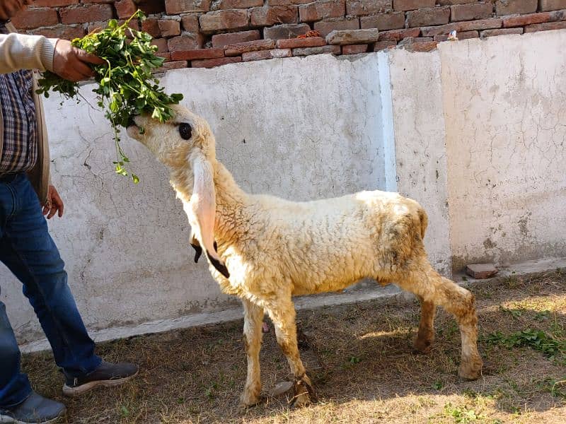 Pure Kajla Male/Sheep/Goat/Chatra/Bakra/Dumba 4