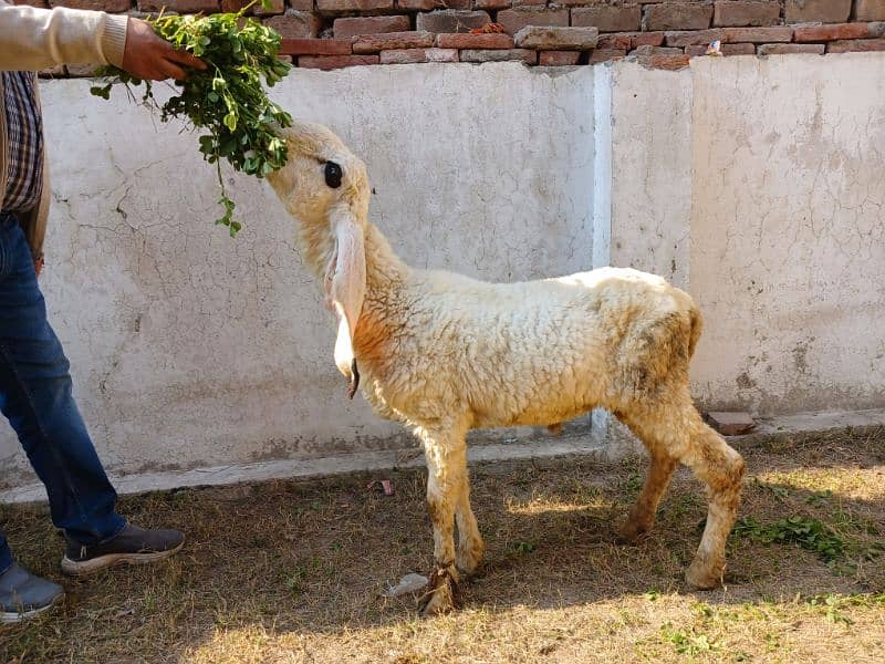 Pure Kajla Male/Sheep/Goat/Chatra/Bakra/Dumba 5