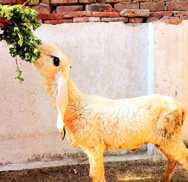 Pure Kajla Male/Sheep/Goat/Chatra/Bakra/Dumba 2