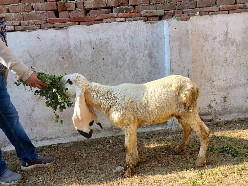 Pure Kajla Male/Sheep/Goat/Chatra/Bakra/Dumba 7