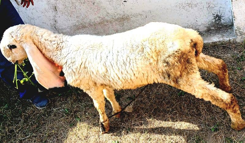 Pure Kajla Male/Sheep/Goat/Chatra/Bakra/Dumba 9