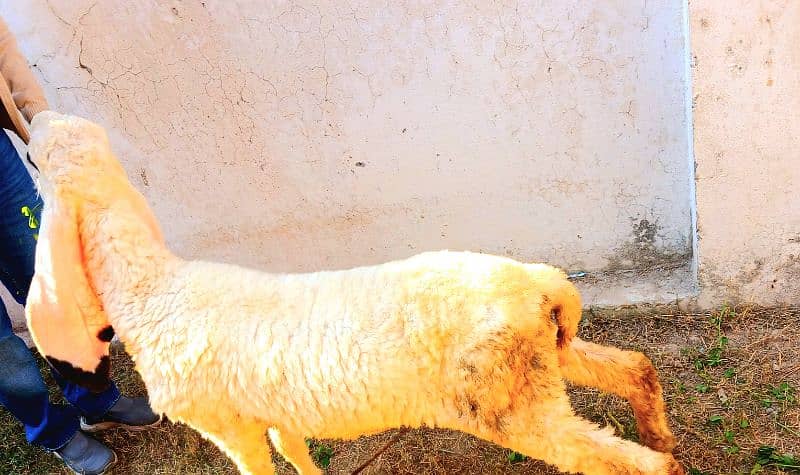 Pure Kajla Male/Sheep/Goat/Chatra/Bakra/Dumba 6