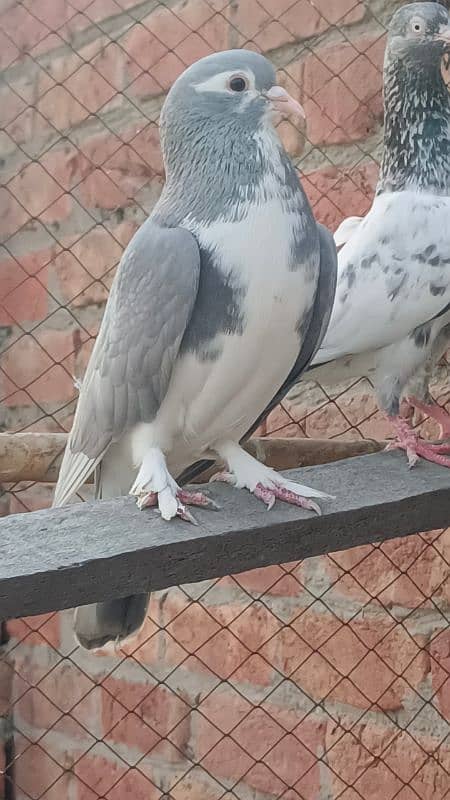 fancy sharazy pigeons 10