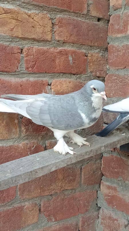 fancy sharazy pigeons 12