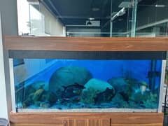 Fish aquarium all service available in Lahore