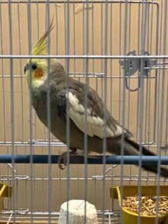 cockatiel