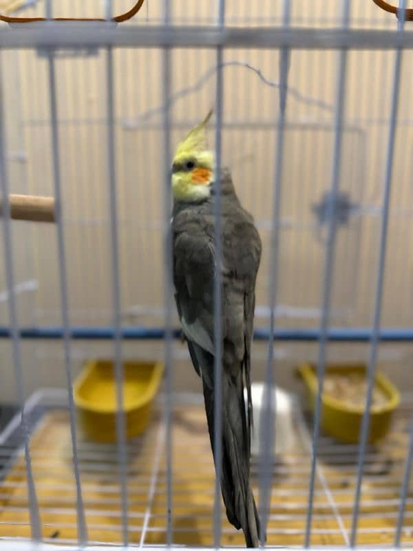 cockatiel 1