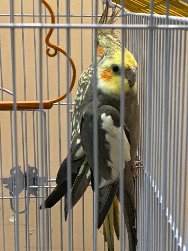 cockatiel 2