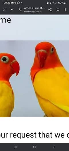 parrots