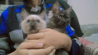 Siamese breed cat babys