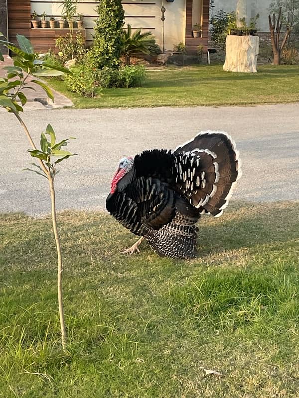 Turkey birds 1