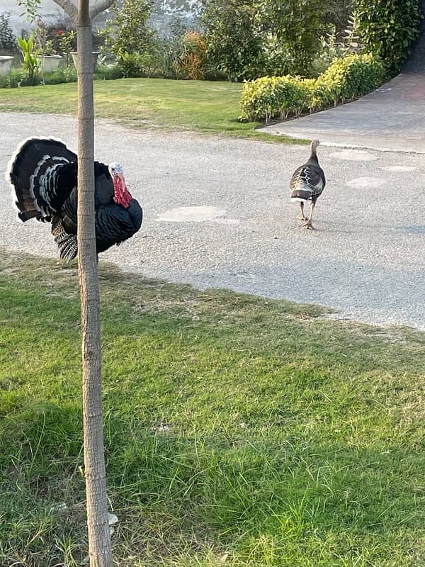 Turkey birds 2