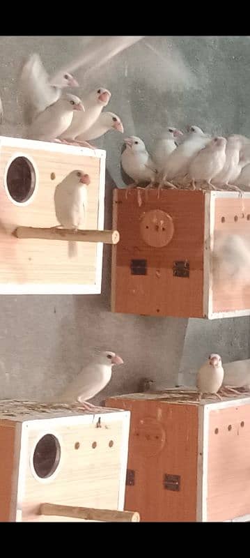 White Java (chicks) for sale 2