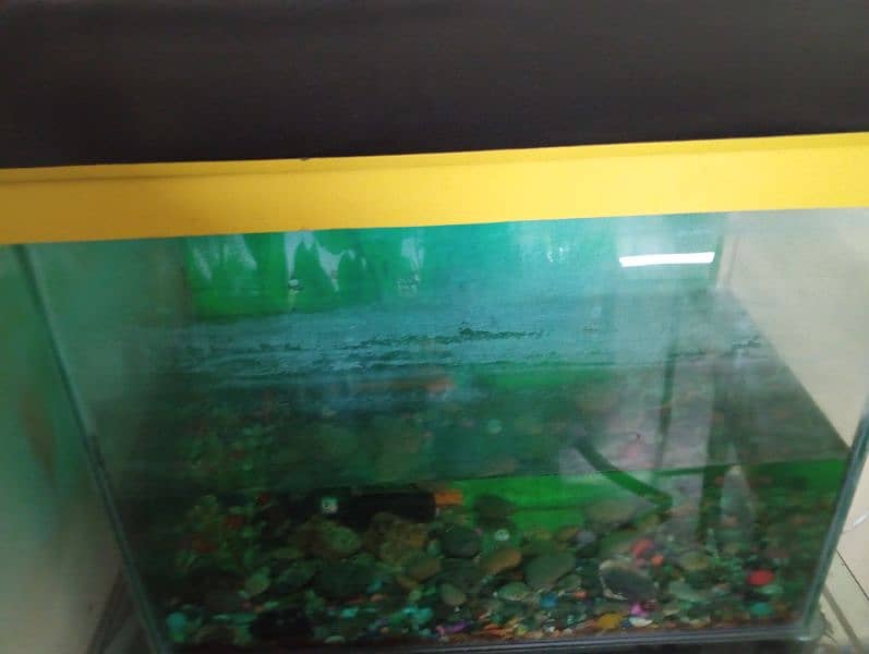 Fish Aquarium with Trolley 4