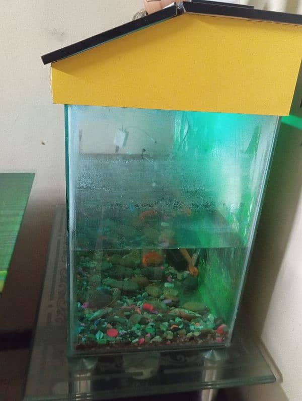 Fish Aquarium with Trolley 6