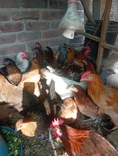 Golden misri deisi hens Available