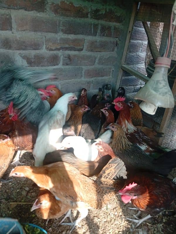 Golden misri deisi hens Available 1