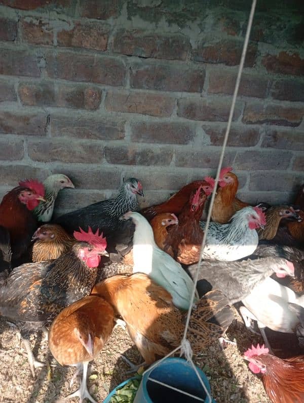 Golden misri deisi hens Available 2