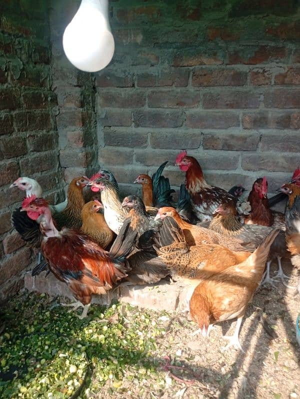 Golden misri deisi hens Available 4