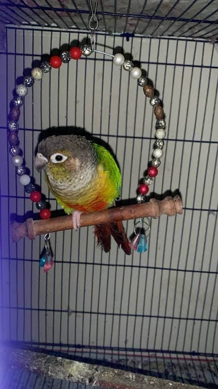 Green conure pair 0