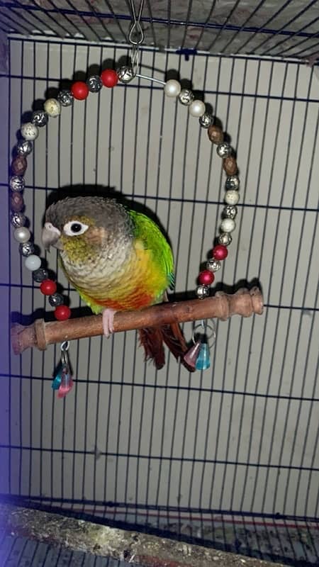 Green conure pair 1