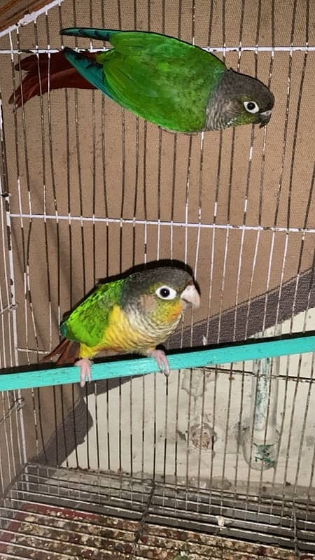 Green conure pair 2