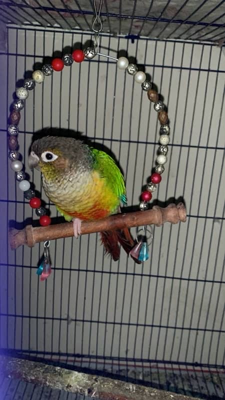 Green conure pair 3