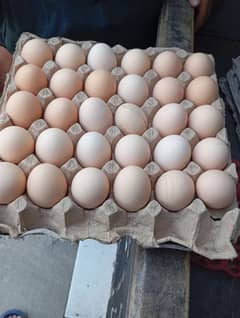 DESI FRESH EGGS FOR SALE