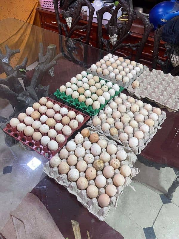 DESI FRESH EGGS FOR SALE 1