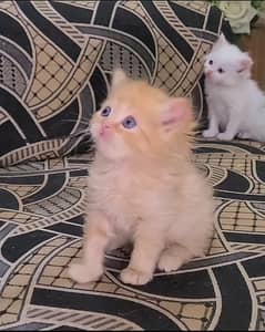 Triple coated Persian kittens available