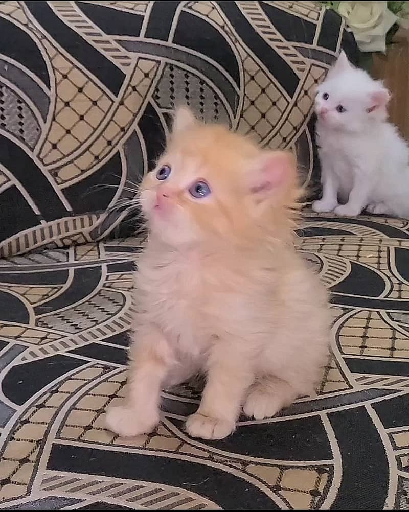 Triple coated Persian kittens available 0