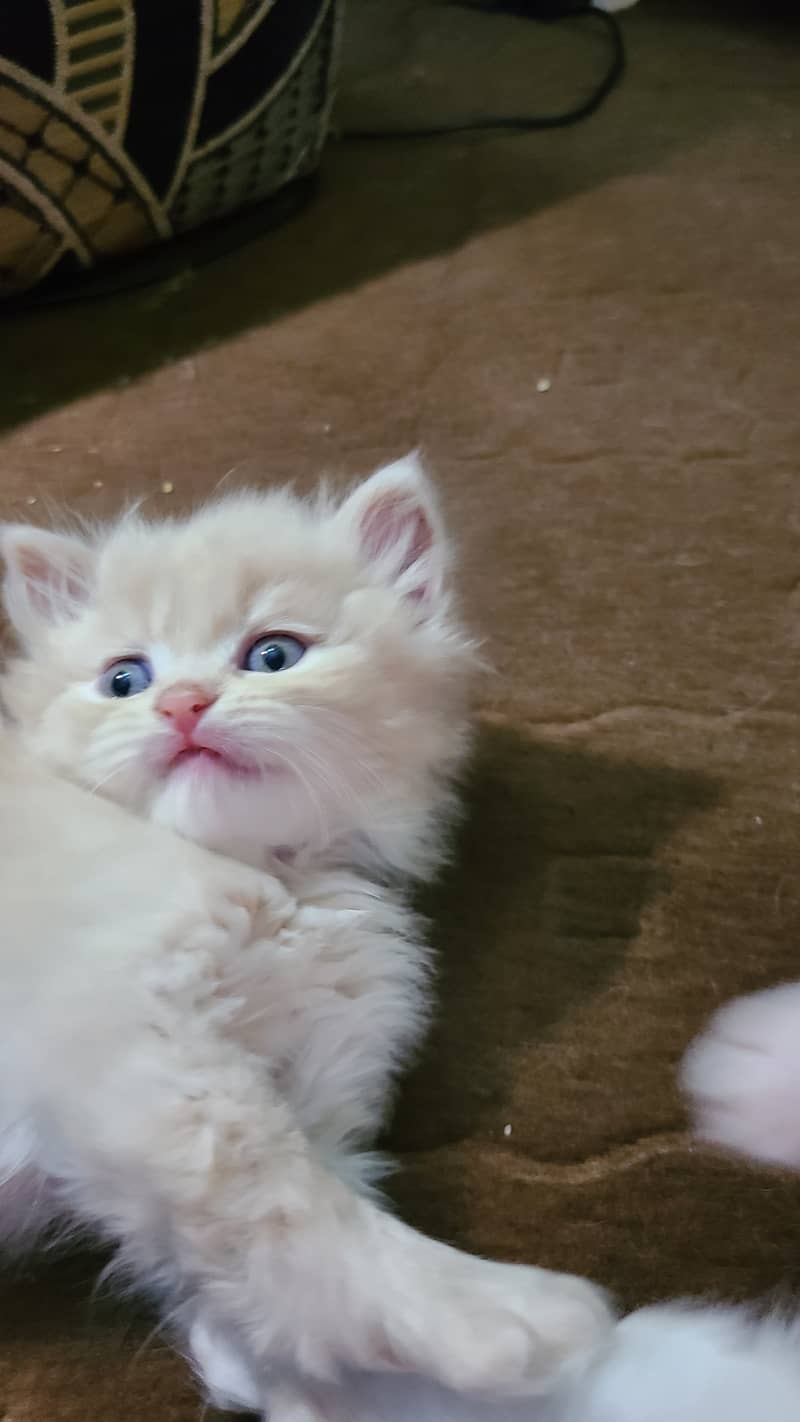 Triple coated Persian kittens available 1