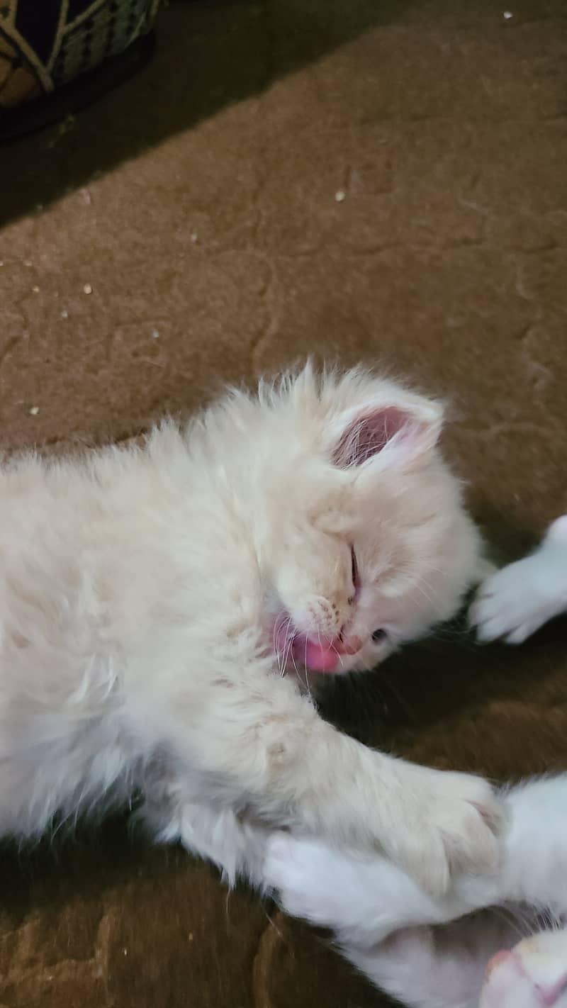 Triple coated Persian kittens available 2