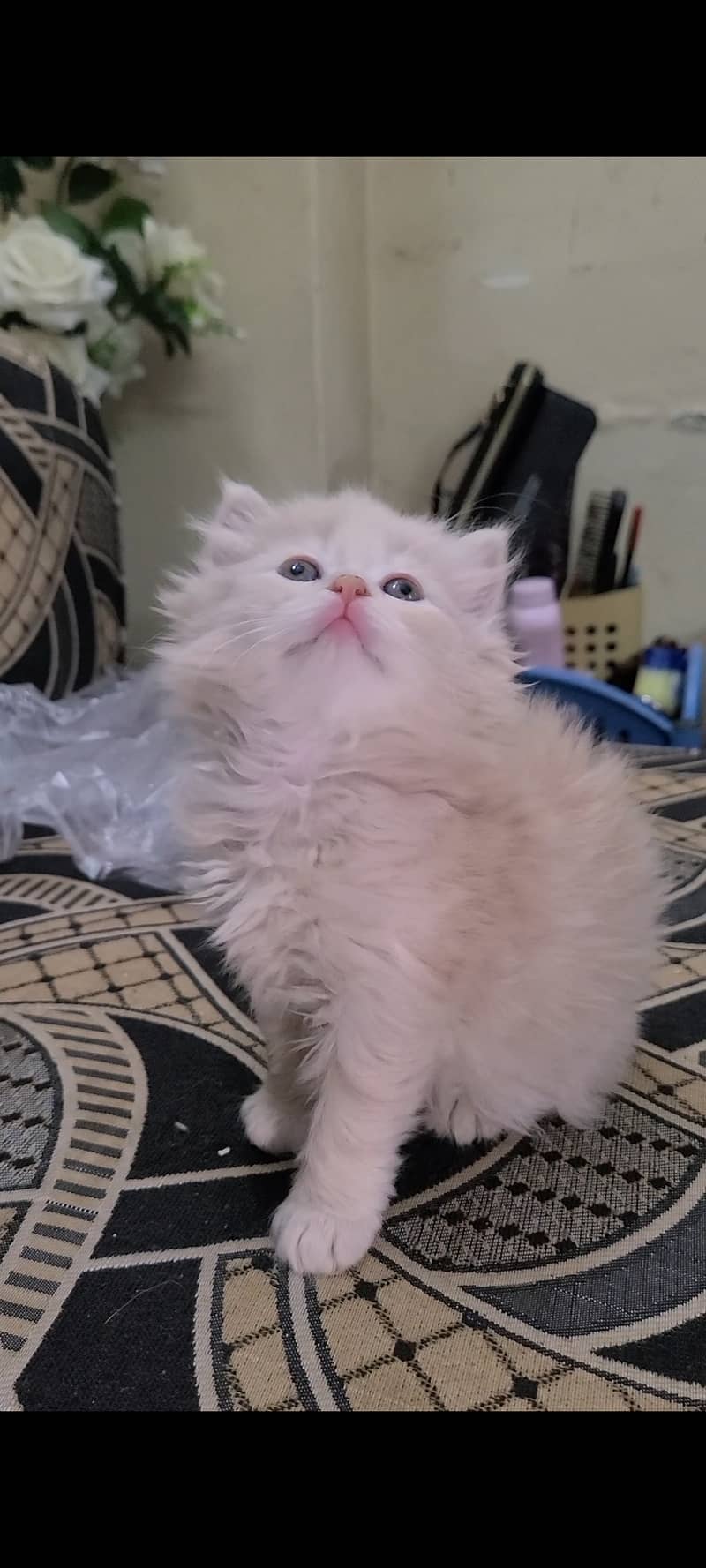 Triple coated Persian kittens available 3