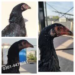 Pure Thai 3 Females Pathian Ready to Breed