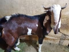 Bakra  14 Months