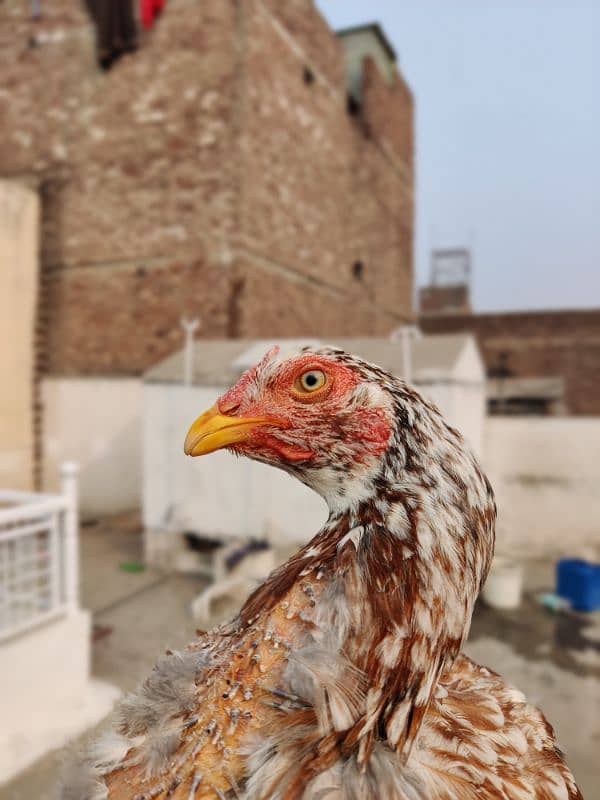 mianwali aseel bird for sale home breed 0