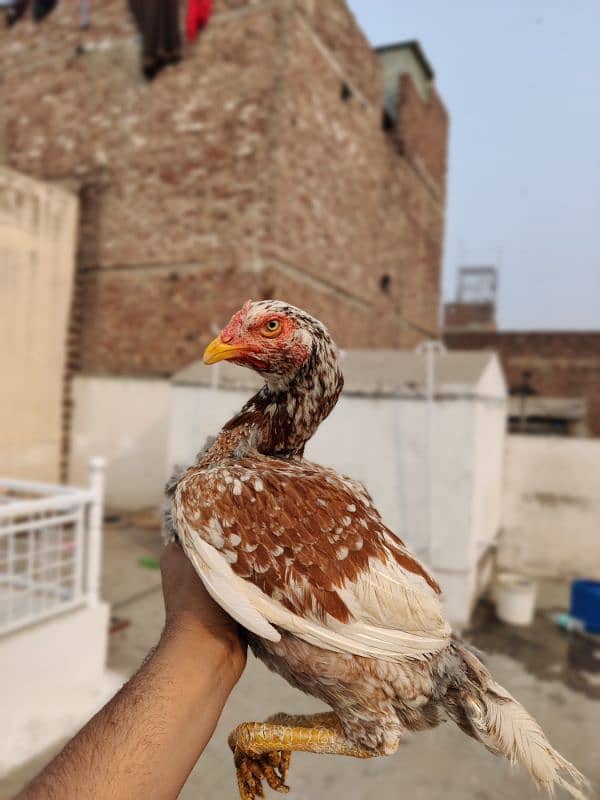 mianwali aseel bird for sale home breed 1