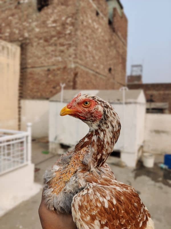 mianwali aseel bird for sale home breed 2